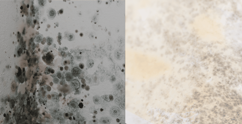 Black and White Mold