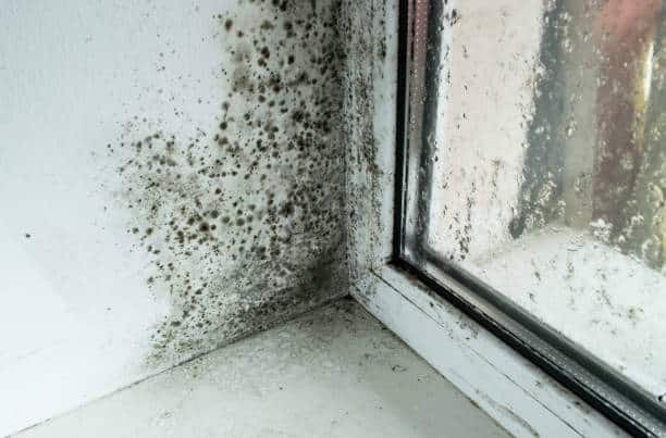 How to Prevent Mold