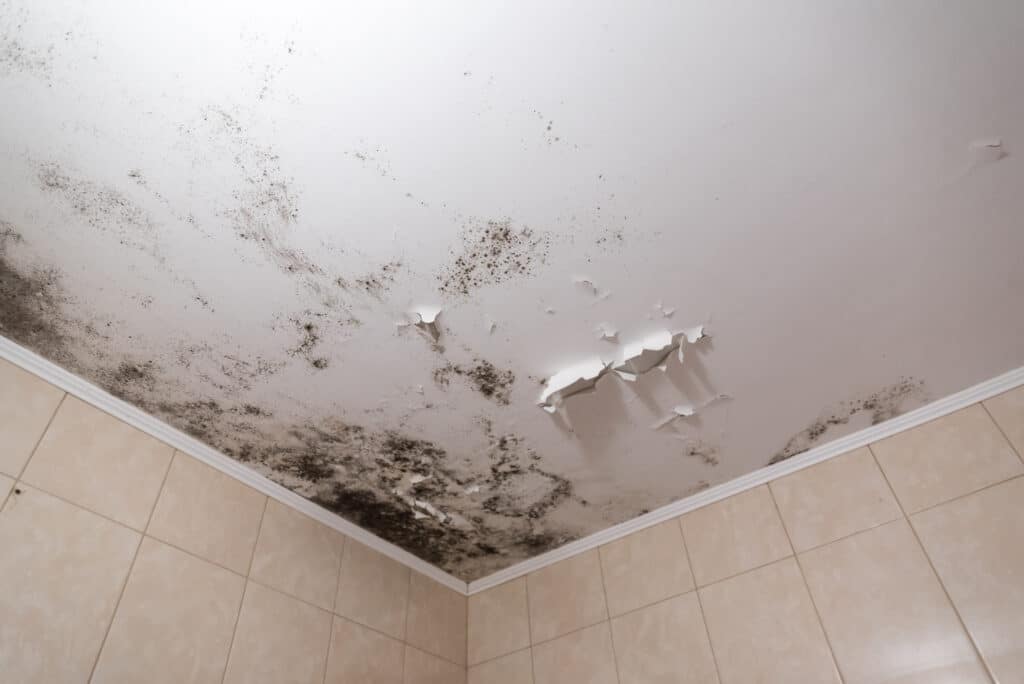 Bathroom Ceiling Mold