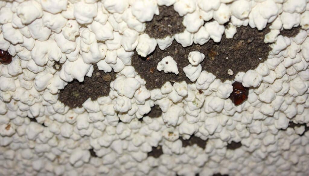How to Remove Mold and Mildew from Popcorn Ceiling